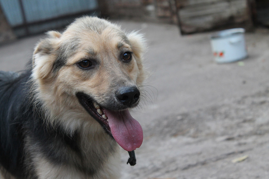 Ульяновский приют 'Лапа помощи'. Фото: vk.com/lapa_pomoshi