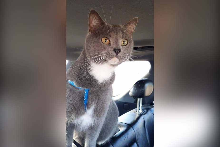 Локи в машине по дороге из Крыма в Рязань. Фото предоставлено LOFTКОТ