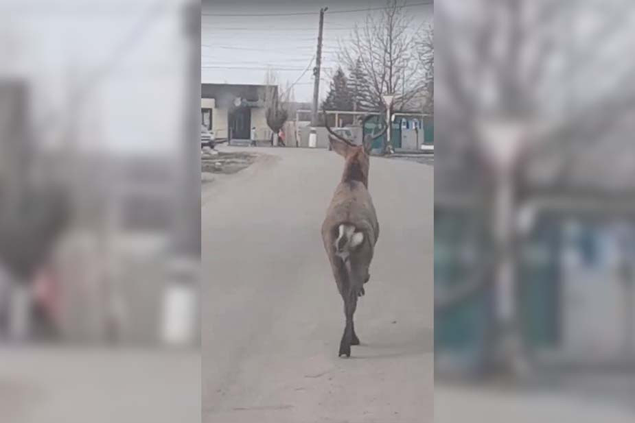Deer in the city of Buturlinovka, Voronezh Oblast, April 2022. Screenshot from the Buturlinovka OnLine Community's video on vk.com