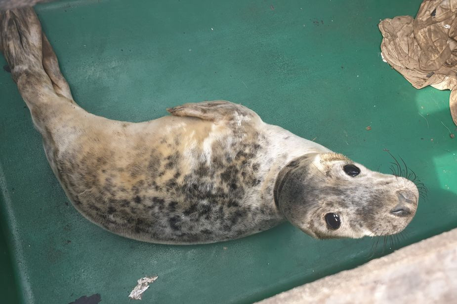 Детеныш тюленя