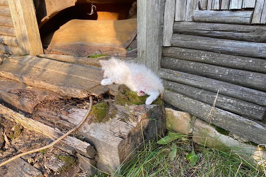 Животные, которых фонд брал на попечение. Скриншот из паблика фонда