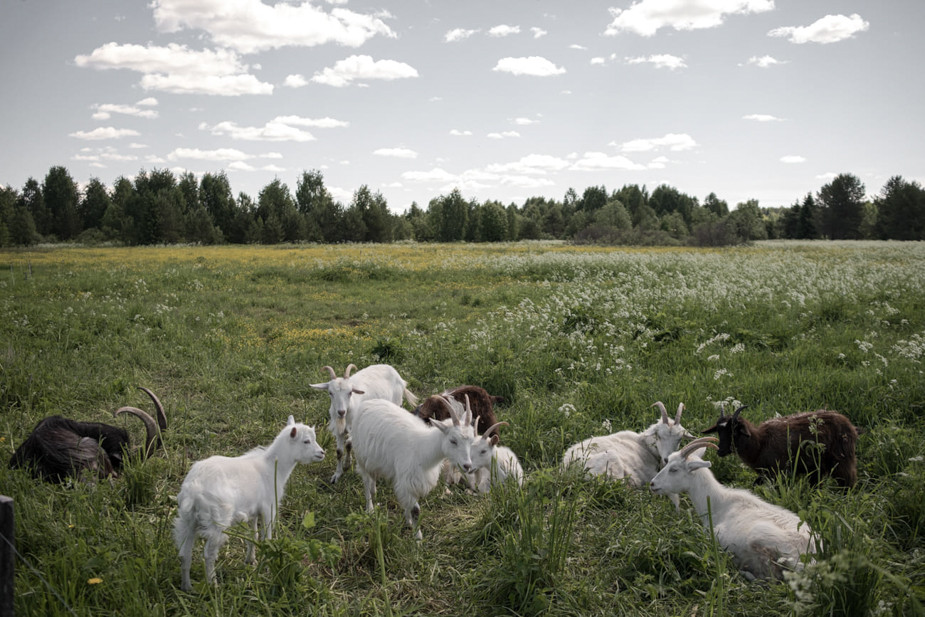 Козы — общее хозяйство «Живой деревни»