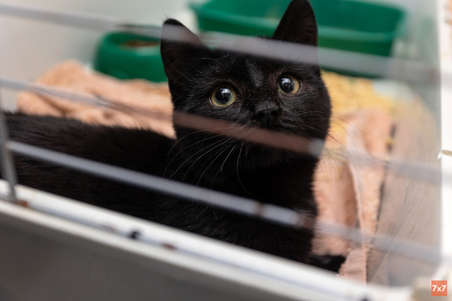 Один из котят, спасенных Виктором