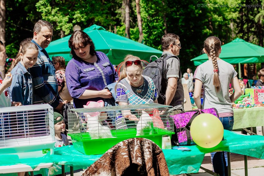 Выставка-пристройство собак и кошек от центра «Новый Ковчег». Фото из группы «Нового Ковчега» ВКонтакте