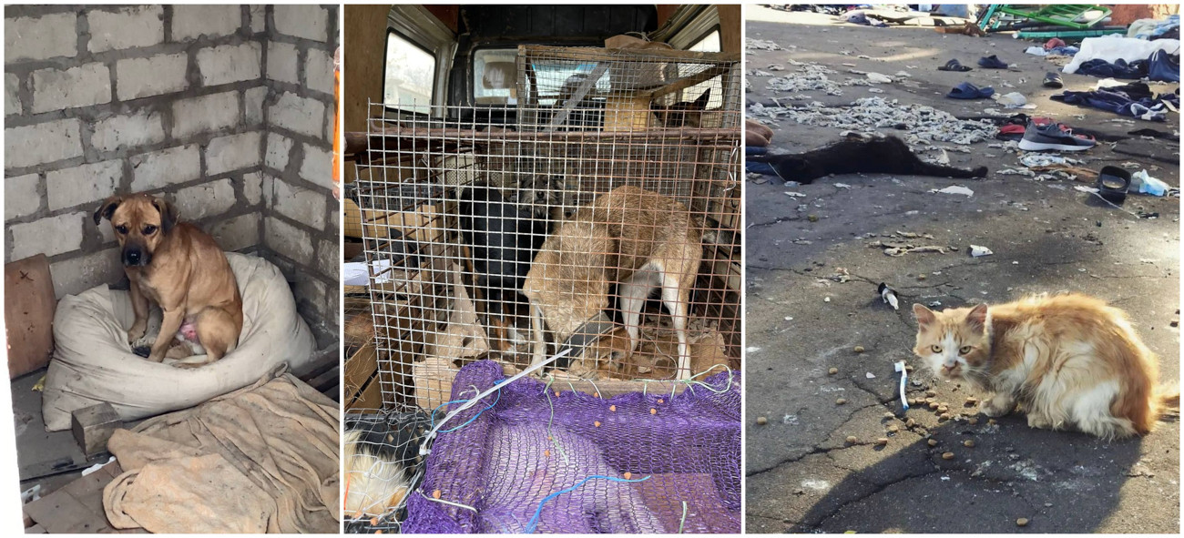 Животные из Херсонской области