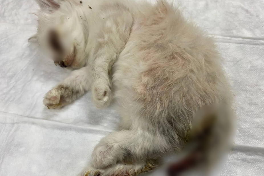 Животные, которых фонд брал на попечение. Скриншот из паблика фонда