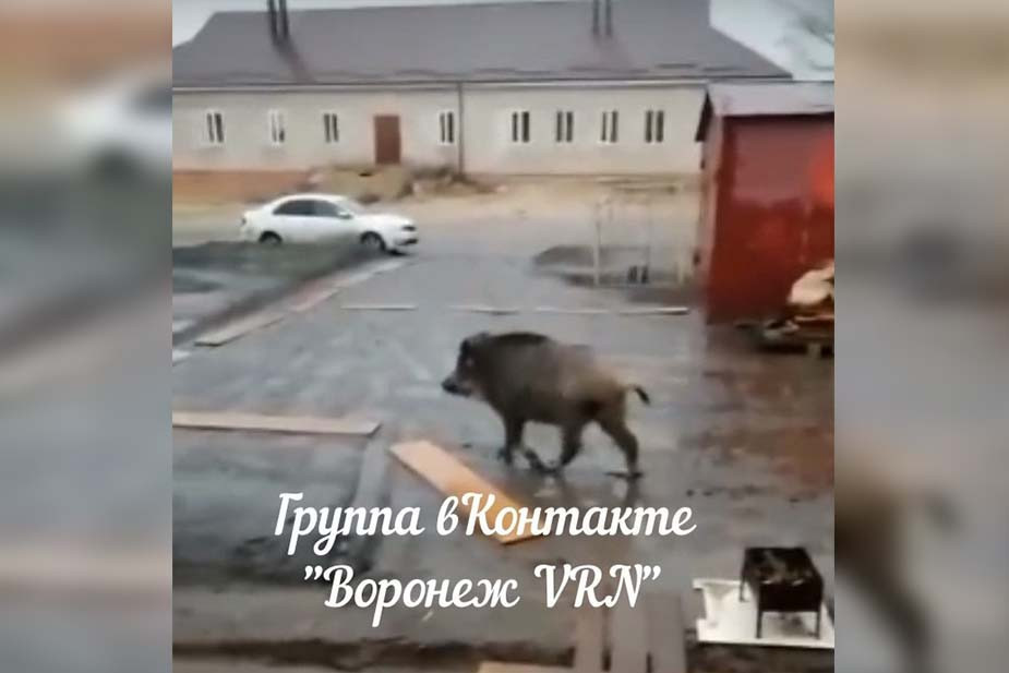 Wild boars in Voronezh, April 2022. Screenshot from the Voronezh VRN Community’s video on vk.com
