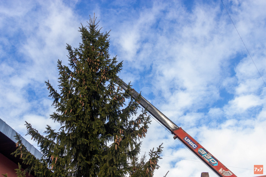 Спасение взрослых елей от вырубки в феврале 2022 года. Фото Алексея Сабельского