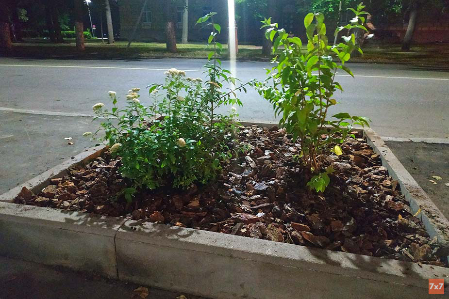 Клумбы с многолетниками на месте вырубленных деревьев. Фото из группы «Деревья Великого Новгорода»