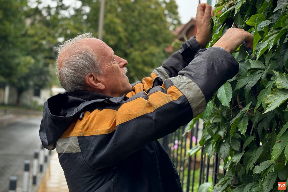 Nikolay Timoshenko tends to the hedge