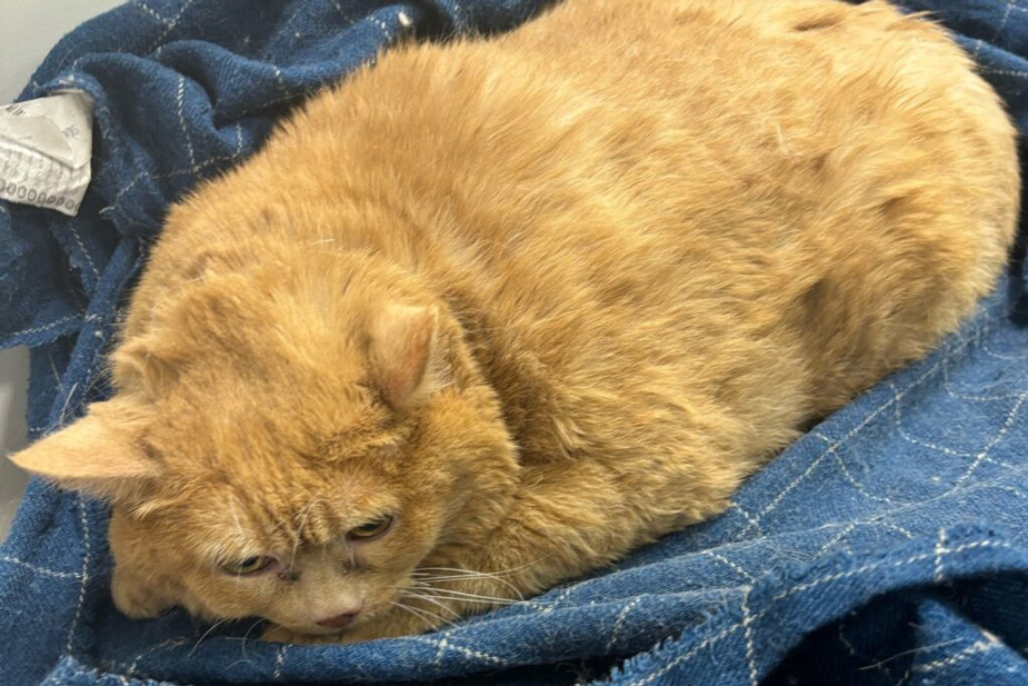 Крошик после приезда к волонтёрам