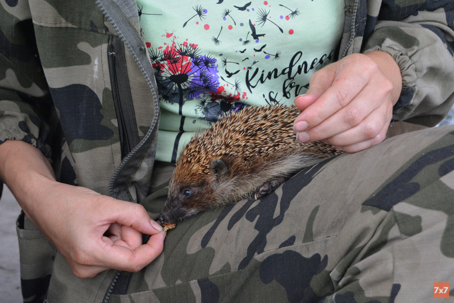 Ежиха с рахитом