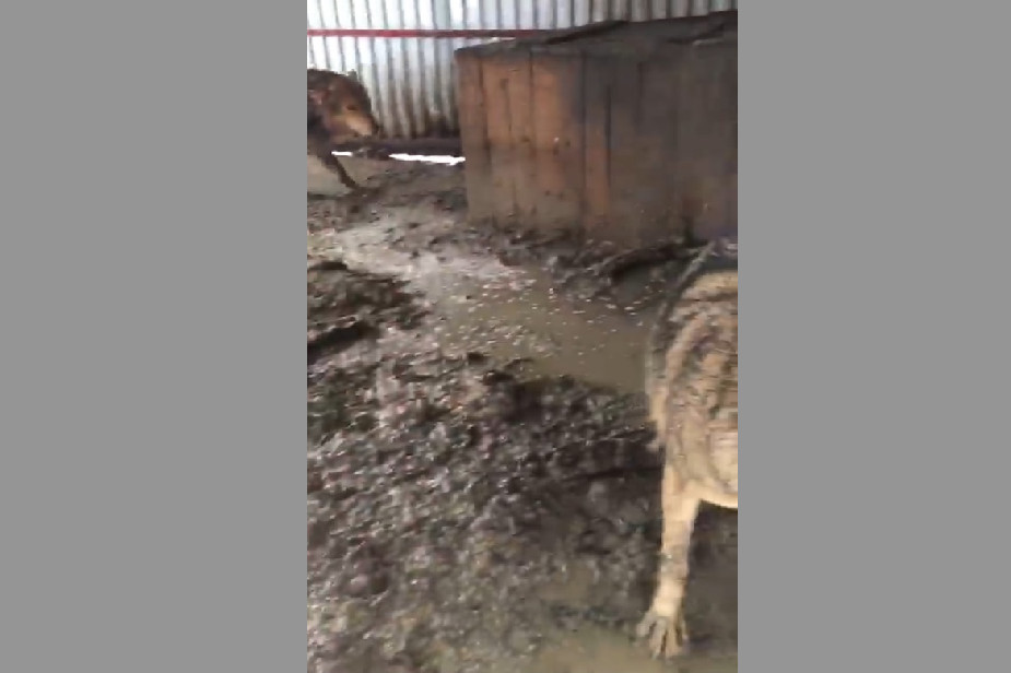 Условия содержания волков в приюте