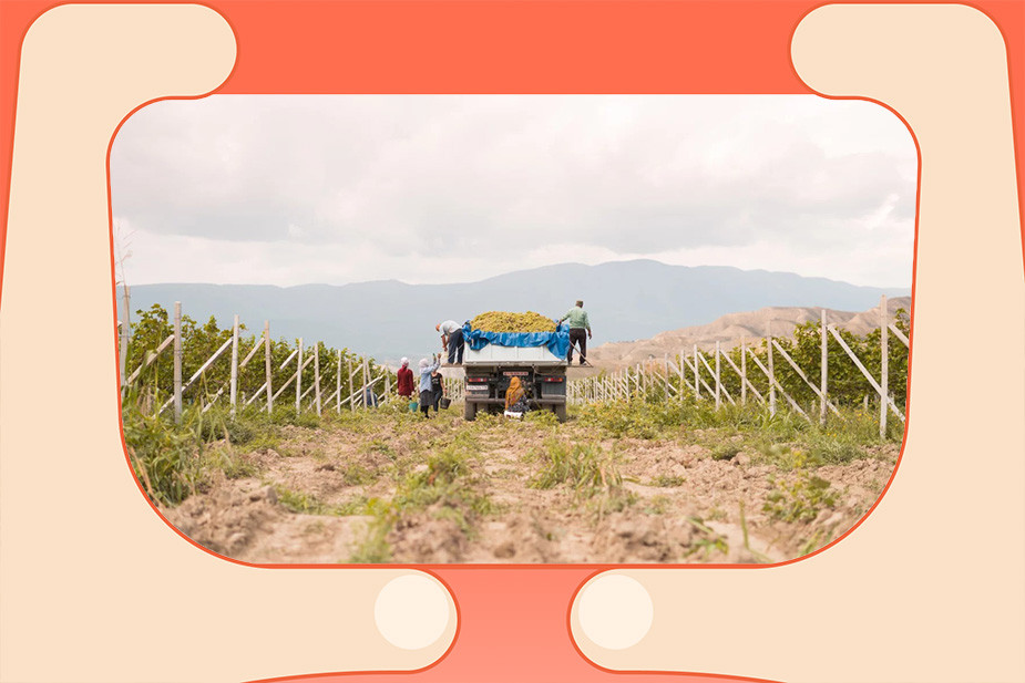 Виноградники компании «Дербент Вино»