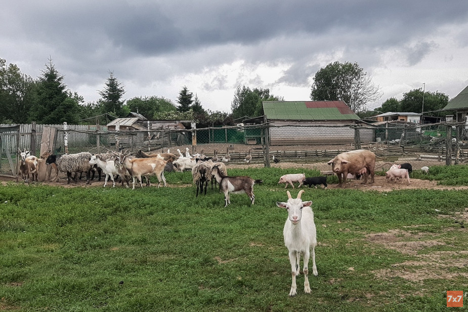 Ферма Бориса Акимова. Фото Юлии Тарковской