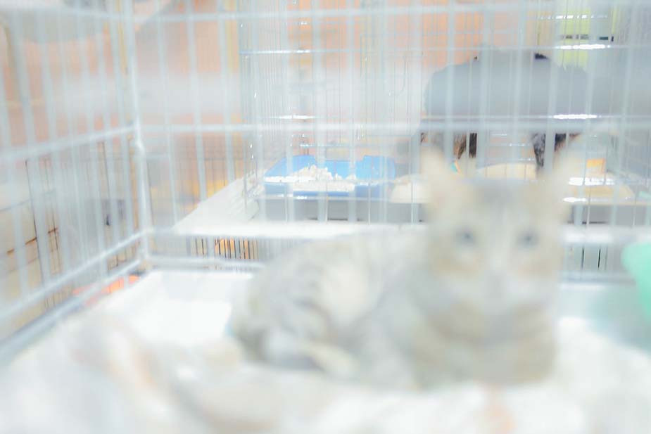 Фото Владимира Аверина для «Новой вкладки»