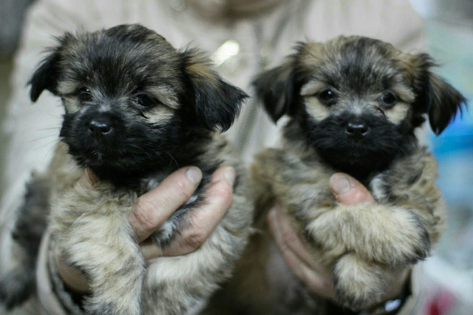 Щенки в приюте