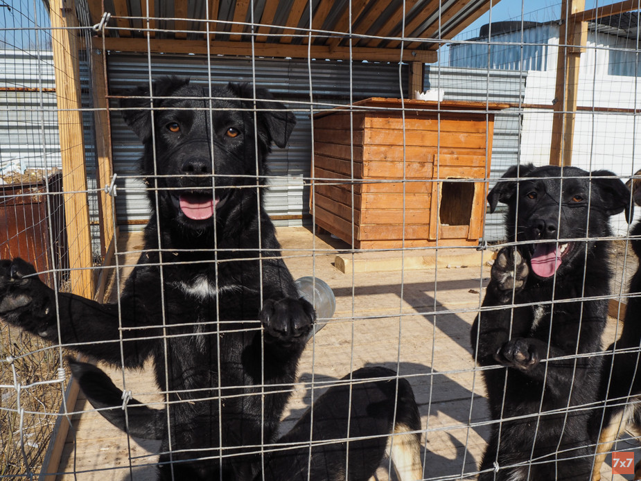 Приют для бездомных животных "Зверополис"