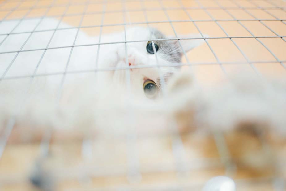 Фото Владимира Аверина для «Новой вкладки»