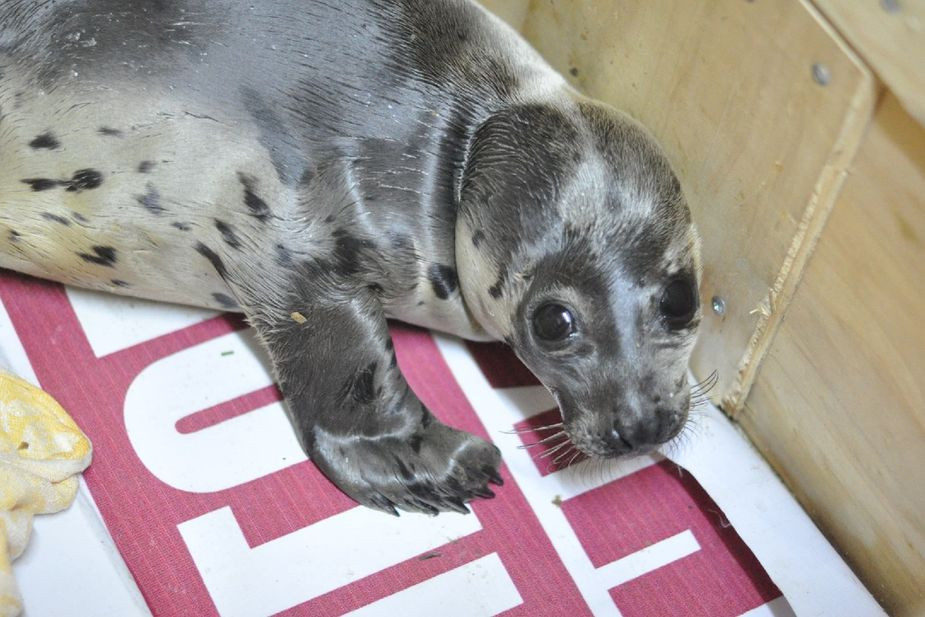 Спасенный детеныш гренландского тюленя в приюте «МАТА-МАТА»