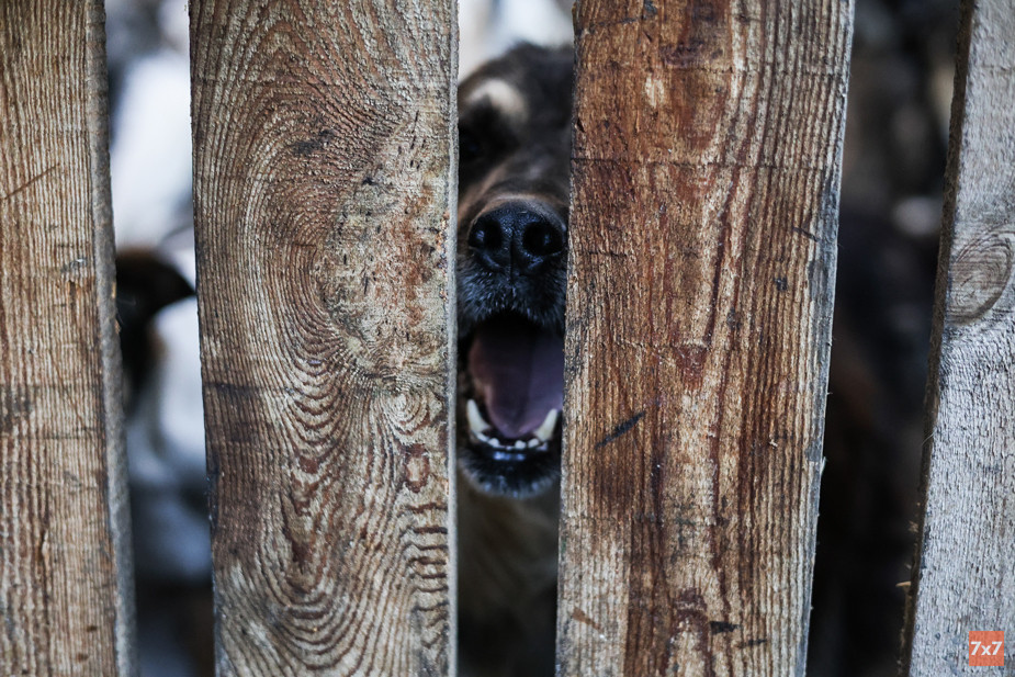 Собаки встречают волонтеров