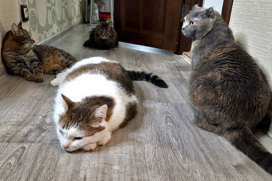 Котя, Муза, Ангус и Мелоди в крымском доме Фетисовых